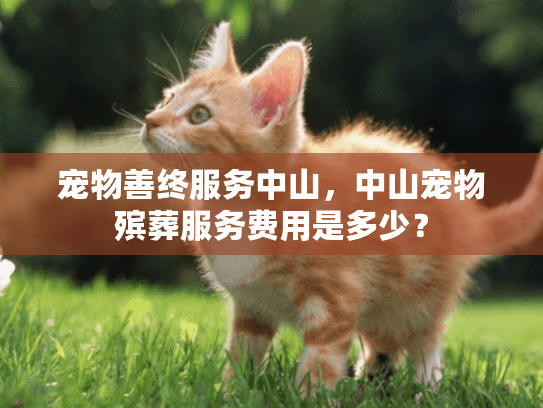 宠物善终服务中山，中山宠物殡葬服务费用是多少？