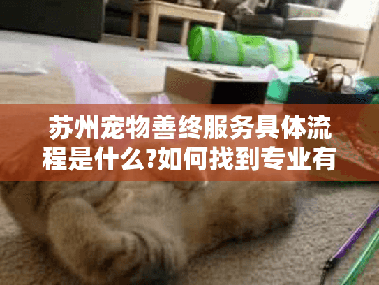 苏州宠物善终服务具体流程是什么?如何找到专业有温度的告别机构