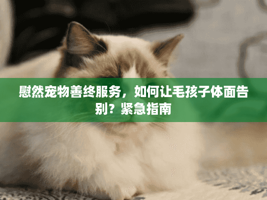 慰然宠物善终服务，如何让毛孩子体面告别？紧急指南