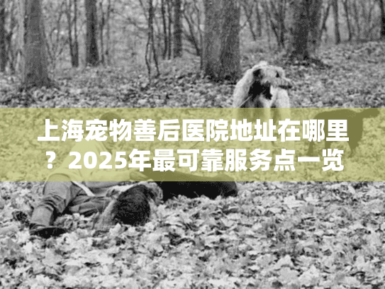 上海宠物善后医院地址在哪里？2025年最可靠服务点一览