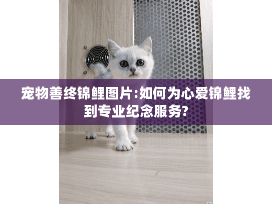 宠物善终锦鲤图片:如何为心爱锦鲤找到专业纪念服务?