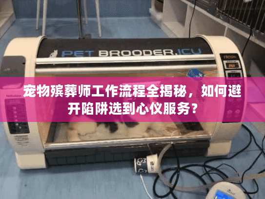 宠物殡葬师工作流程全揭秘，如何避开陷阱选到心仪服务？