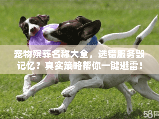 宠物殡葬名称大全，选错服务毁记忆？真实策略帮你一键避雷！