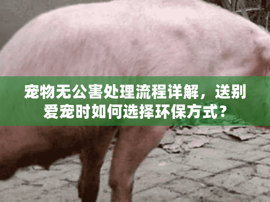 宠物无公害处理流程详解，送别爱宠时如何选择环保方式？
