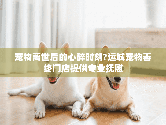 宠物离世后的心碎时刻?运城宠物善终门店提供专业抚慰