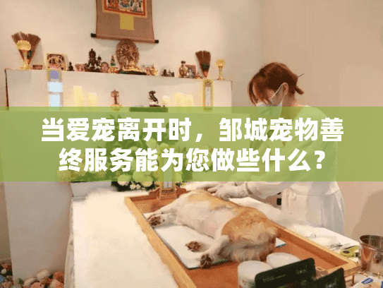 当爱宠离开时，邹城宠物善终服务能为您做些什么？