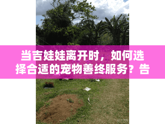 当吉娃娃离开时，如何选择合适的宠物善终服务？告别爱宠的完整指南