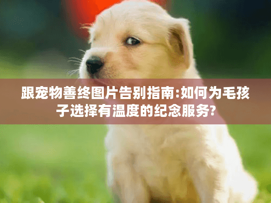 跟宠物善终图片告别指南:如何为毛孩子选择有温度的纪念服务?