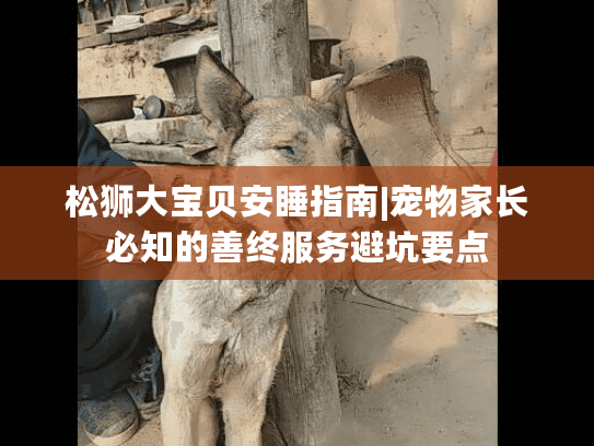 松狮大宝贝安睡指南|宠物家长必知的善终服务避坑要点