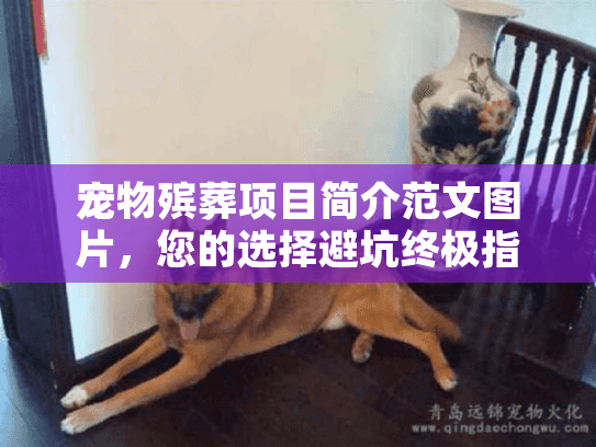 宠物殡葬项目简介范文图片，您的选择避坑终极指南