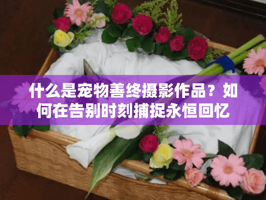 什么是宠物善终摄影作品？如何在告别时刻捕捉永恒回忆