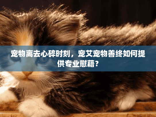 宠物离去心碎时刻，宠艾宠物善终如何提供专业慰藉？