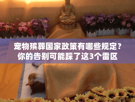 宠物殡葬国家政策有哪些规定？你的告别可能踩了这3个雷区