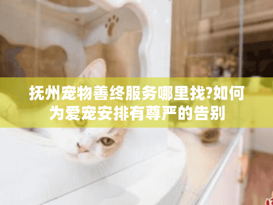 抚州宠物善终服务哪里找?如何为爱宠安排有尊严的告别