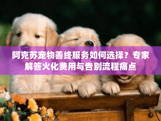 阿克苏宠物善终服务如何选择？专家解答火化费用与告别流程痛点