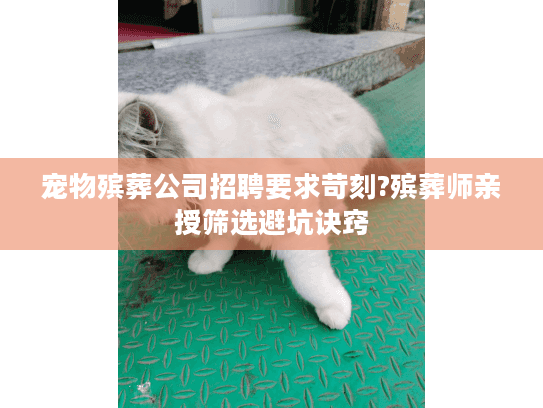 宠物殡葬公司招聘要求苛刻?殡葬师亲授筛选避坑诀窍