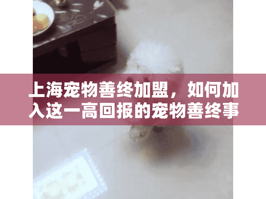 上海宠物善终加盟，如何加入这一高回报的宠物善终事业？