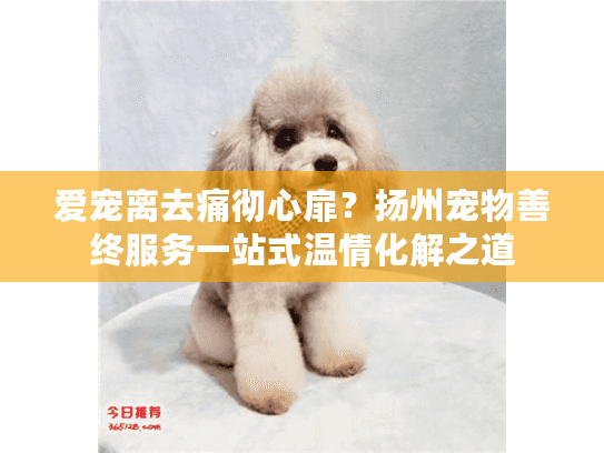 爱宠离去痛彻心扉？扬州宠物善终服务一站式温情化解之道