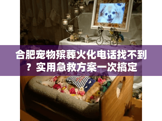 合肥宠物殡葬火化电话找不到？实用急救方案一次搞定