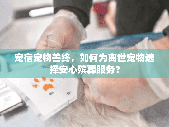 宠宿宠物善终，如何为离世宠物选择安心殡葬服务？