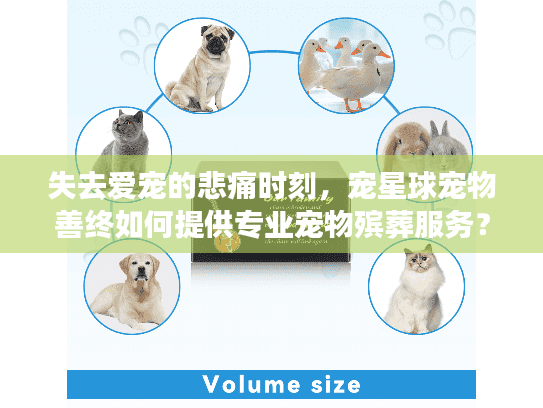 失去爱宠的悲痛时刻，宠星球宠物善终如何提供专业宠物殡葬服务？