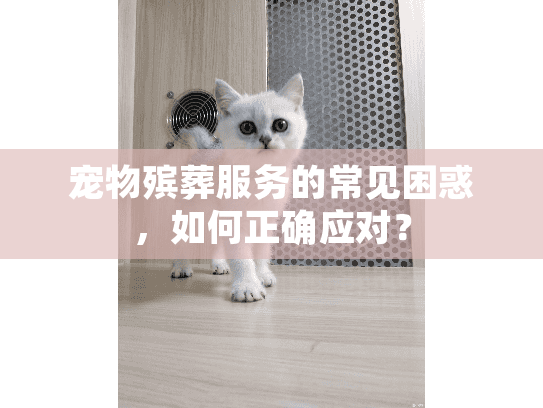 宠物殡葬服务的常见困惑，如何正确应对？