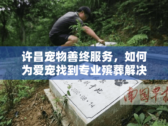 许昌宠物善终服务，如何为爱宠找到专业殡葬解决方案