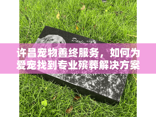 许昌宠物善终服务，如何为爱宠找到专业殡葬解决方案