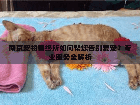 南京宠物善终所如何帮您告别爱宠？专业服务全解析