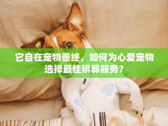 它自在宠物善终，如何为心爱宠物选择最佳殡葬服务？