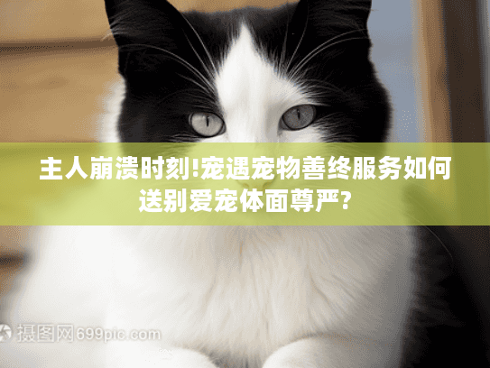 主人崩溃时刻!宠遇宠物善终服务如何送别爱宠体面尊严?