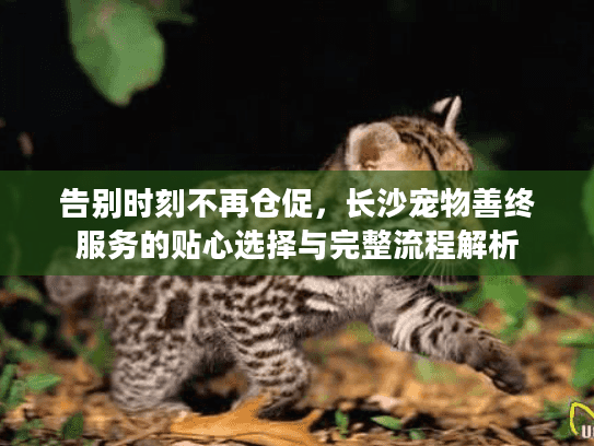 告别时刻不再仓促，长沙宠物善终服务的贴心选择与完整流程解析