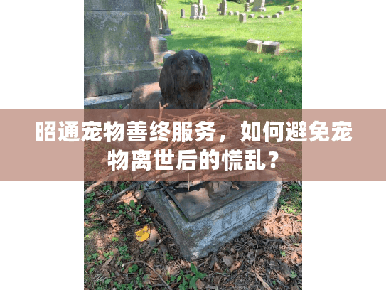 昭通宠物善终服务，如何避免宠物离世后的慌乱？