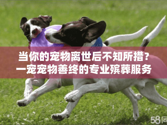 当你的宠物离世后不知所措？一宠宠物善终的专业殡葬服务为您解忧