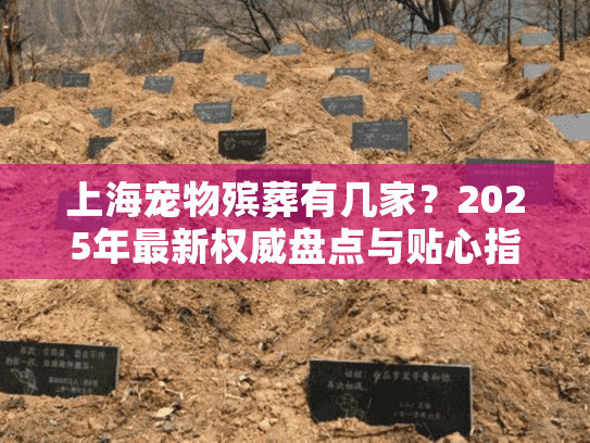 上海宠物殡葬有几家？2025年最新权威盘点与贴心指南