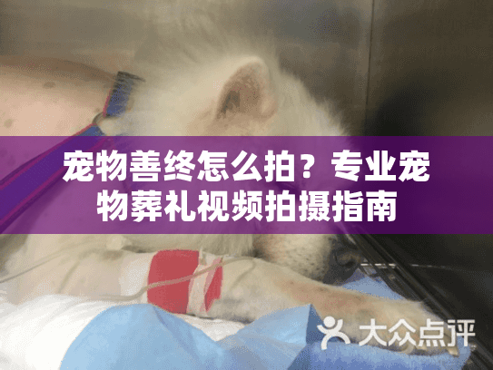 宠物善终怎么拍？专业宠物葬礼视频拍摄指南