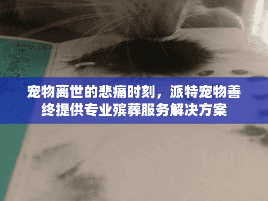 宠物离世的悲痛时刻，派特宠物善终提供专业殡葬服务解决方案
