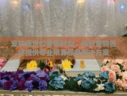 宠物离世的悲痛时刻，派特宠物善终提供专业殡葬服务解决方案