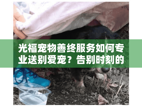 光福宠物善终服务如何专业送别爱宠？告别时刻的温暖解答