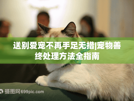 送别爱宠不再手足无措|宠物善终处理方法全指南