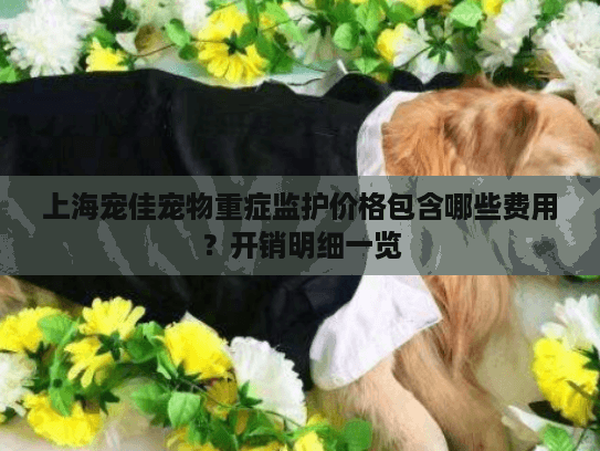 上海宠佳宠物重症监护价格包含哪些费用？开销明细一览