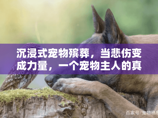 沉浸式宠物殡葬，当悲伤变成力量，一个宠物主人的真实救赎故事