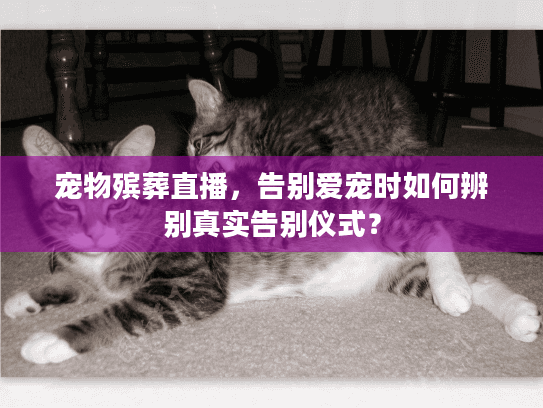 宠物殡葬直播,告别爱宠时如何辨别真实告别仪式? 宠物殡葬直播,告别爱宠时如何辨别真实告别仪式?