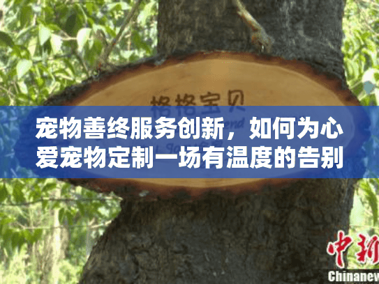 宠物善终服务创新，如何为心爱宠物定制一场有温度的告别？