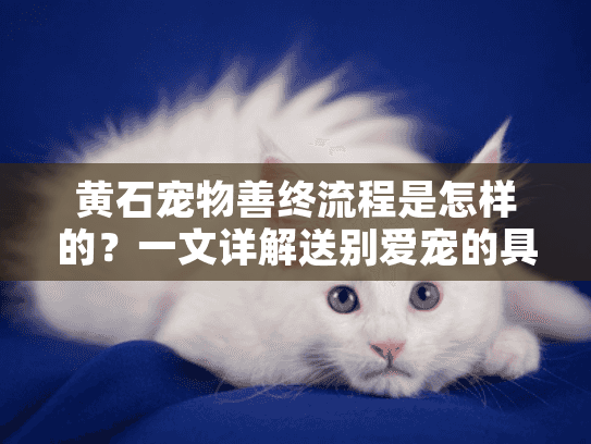 黄石宠物善终流程是怎样的？一文详解送别爱宠的具体操作步骤