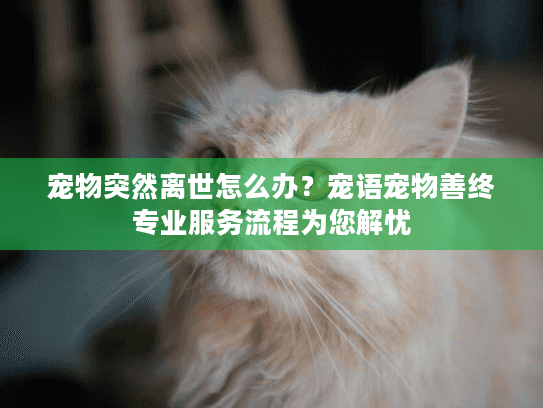 宠物突然离世怎么办？宠语宠物善终专业服务流程为您解忧