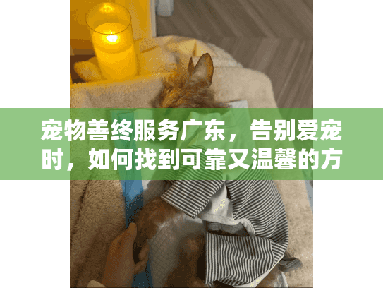 宠物善终服务广东，告别爱宠时，如何找到可靠又温馨的方案？