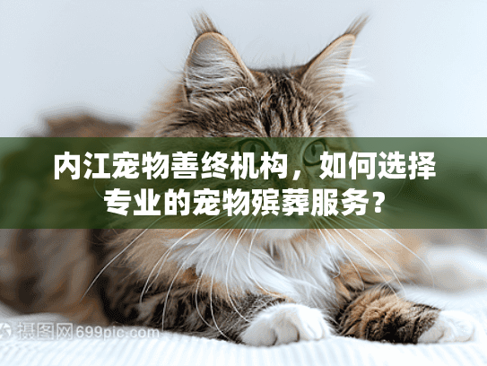 内江宠物善终机构，如何选择专业的宠物殡葬服务？