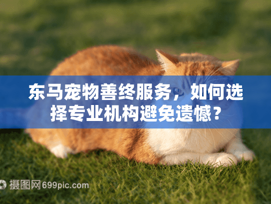 东马宠物善终服务，如何选择专业机构避免遗憾？