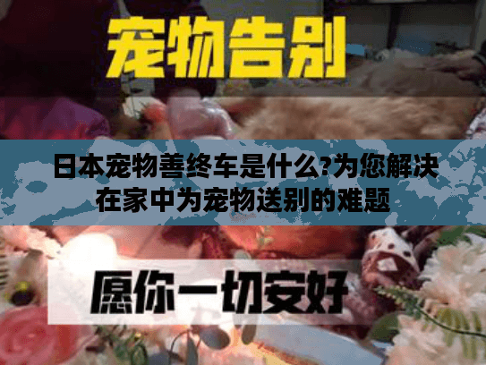 日本宠物善终车是什么?为您解决在家中为宠物送别的难题